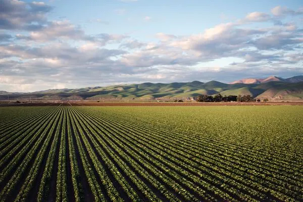 Campo agrícola con surcos verdes en línea recta bajo un cielo con nubes y montañas al fondo