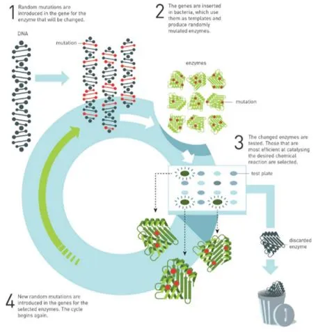 Infografía del proceso de evolución dirigida de enzimas, con mutaciones en el ADN, selección de enzimas y un ciclo que se repite