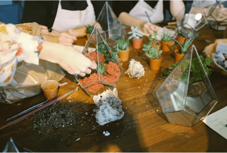 Manos arman pequeños jardines de suculentas dentro de terrarios de vidrio geométricos sobre una mesa de madera