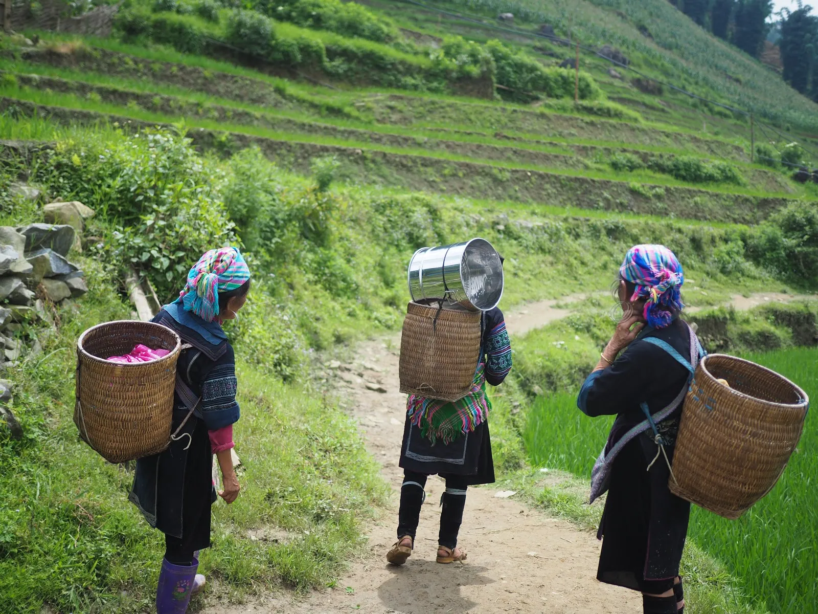 Tres mujeres con cestas a la espalda caminan por un sendero entre terrazas de cultivo verdes